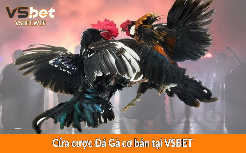 Cửa cược Đá Gà cơ bản tại VSBET