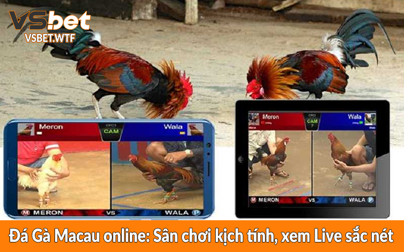 Đá Gà Macau online: Sân chơi kịch tính, xem Live sắc nét