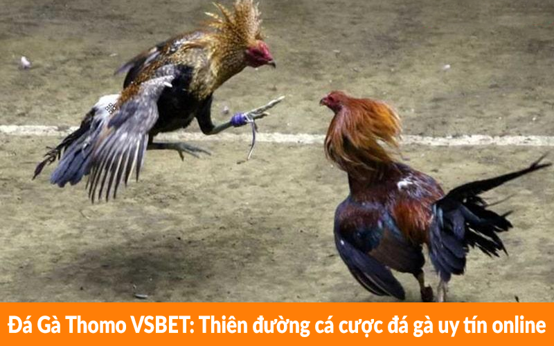 Đá Gà Thomo VSBET - Thiên đường cá cược đá gà uy tín online