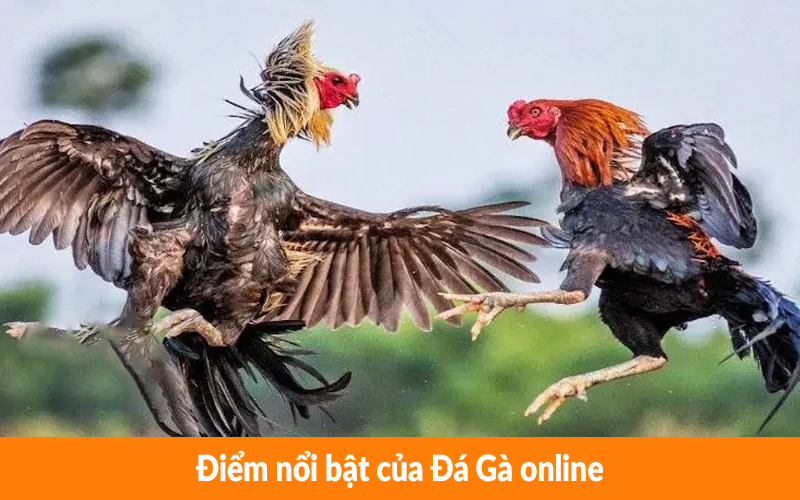 Điểm nổi bật của Đá Gà online