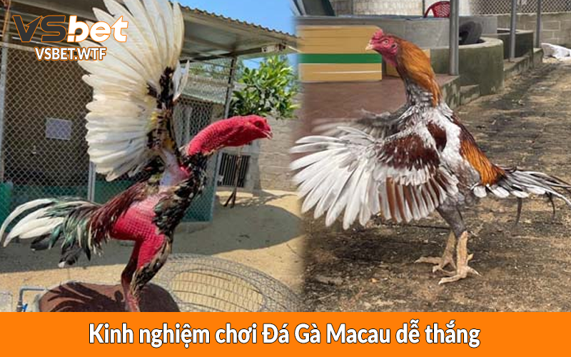 Kinh nghiệm chơi Đá Gà Macau dễ thắng