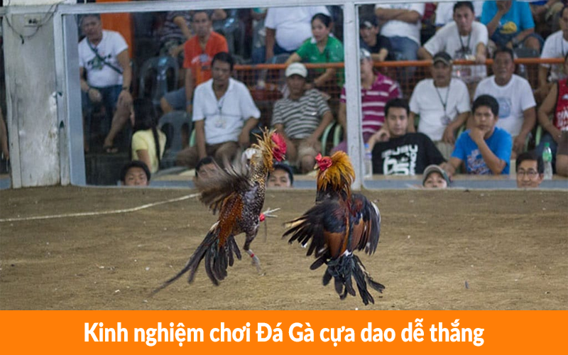 Kinh nghiệm chơi Đá Gà cựa dao dễ thắng