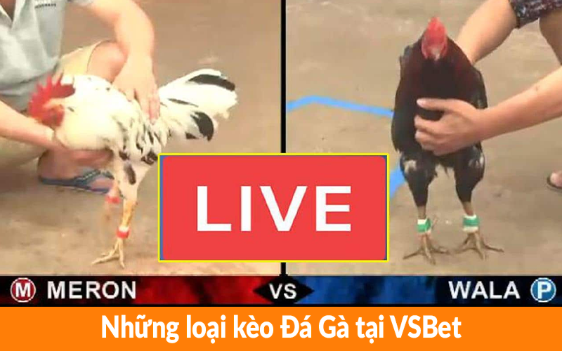 Những loại kèo Đá Gà tại VSBet